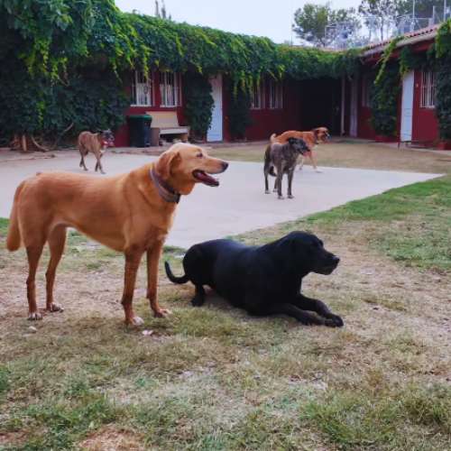 Perros disfrutando en el patio al aire libre de la guardería canina Ecocan en Valencia.