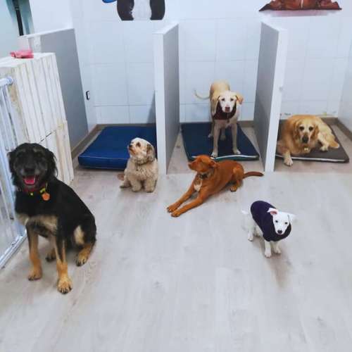 Perros descansando en sus espacios individuales en la guardería canina Ponlo Xulo en Barcelona.