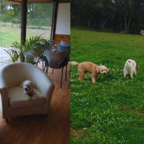Un perro descansando en una silla dentro de la Guardería Canina ABC Dogs y dos perros explorando un campo al aire libre en Girona.