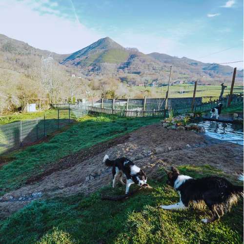 Dos perros jugando con un palo al aire libre en la Residencia Canina La Torre, Oviedo, rodeados de montañas y naturaleza.