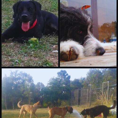Perros jugando en grupo y descansando en la Guardería Canina ABC Dogs, Girona, en un entorno natural y seguro.