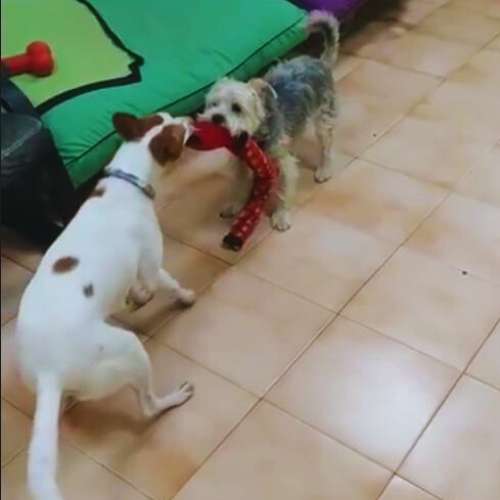 Dos perros jugando con un juguete en la guardería canina Animalades Gràcia en Barcelona.