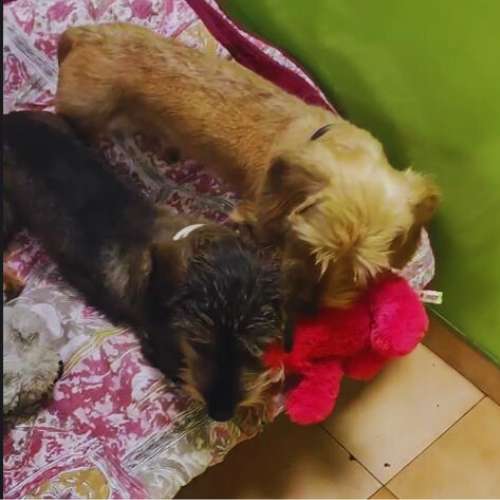 Dos perros pequeños jugando con un juguete rojo en la guardería canina Animalades Gràcia en Barcelona.