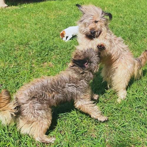 Dos perros jugando en un campo verde en la Guardería Canina CampDorà, Girona, disfrutando del aire libre.