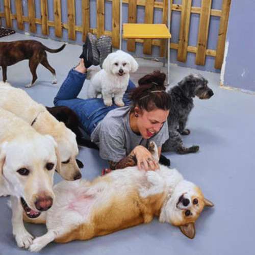 Cuidadora interactuando con varios perros en la Guardería Canina Wag Wag, Madrid, en un ambiente divertido y seguro.