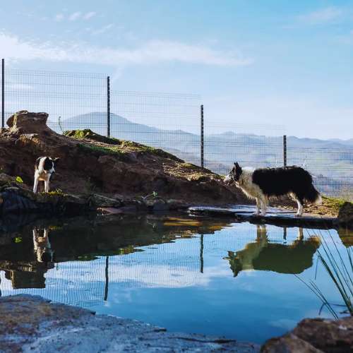 Dos perros explorando un lago natural en la Residencia Canina La Torre, Oviedo, rodeados de montañas.