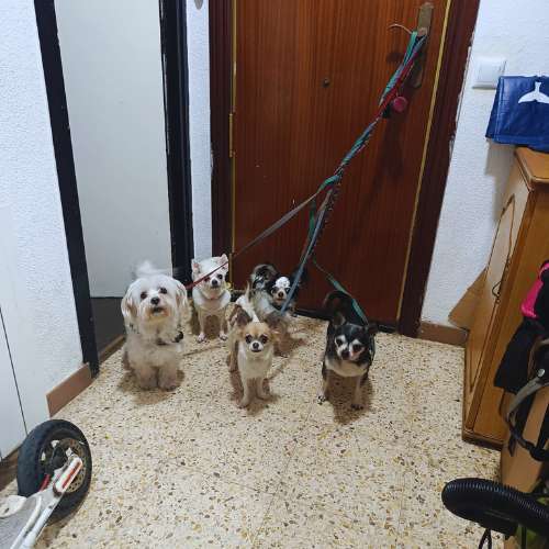 Grupo de perros listos para salir a pasear desde Casa Italia Dog en Barcelona.