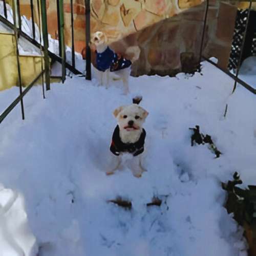 Dos perros pequeños jugando en la nieve en Mucho Mejor Que En Casa, guardería canina en Toledo.