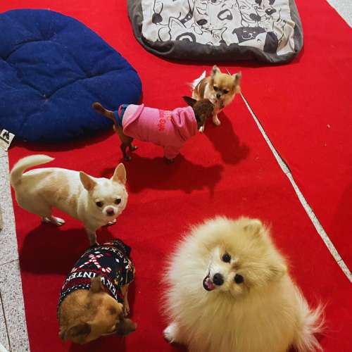 Grupo de perros pequeños descansando en la guardería Casa Italia Dog en Barcelona.