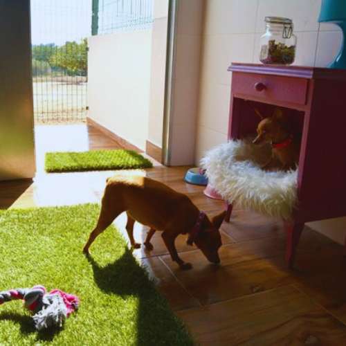 Dos perros pequeños explorando un espacio luminoso en la guardería canina La Villa, Valencia.