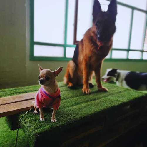 Chihuahua con suéter rosa junto a un pastor alemán en un área de juego en la Guardería Canina KN12, Bilbao.
