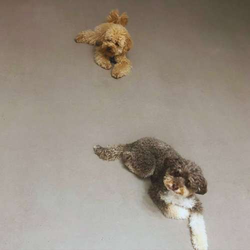 Dos perros descansando en el suelo en la Guardería Canina Txakuretxea, Bilbao, en un ambiente tranquilo y seguro.