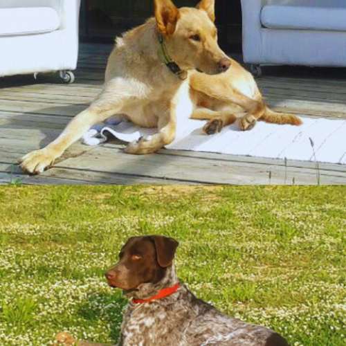 Dos perros descansando, uno en una terraza y otro en un campo, en la Guardería Canina ABC Dogs, Girona.