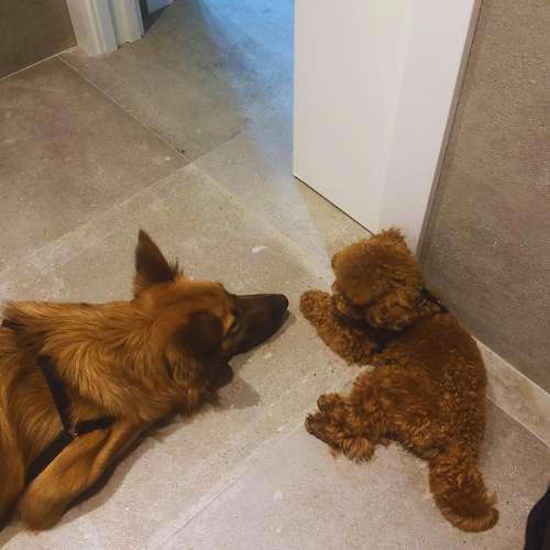 Perro grande y perro pequeño descansando juntos en la Guardería Canina Txakuretxea, Bilbao, fomentando la socialización.