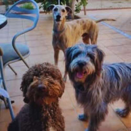 Tres perros descansando en la terraza de la guardería canina Mucho Mejor Que En Casa en Toledo.