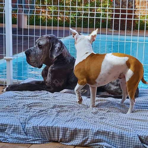 Dos perros descansando junto a una piscina en la Guardería Canina Dog de Mayo, Madrid, en una zona segura y cómoda.