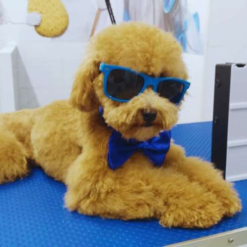 Poodle estilizado con gafas de sol y moño azul en la guardería canina Ponlo Xulo en Barcelona.
