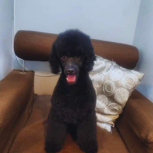 Poodle negro sentado cómodamente en un sillón en la guardería canina Bonnie and Clyde en Santander.