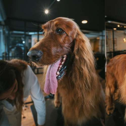 Setter irlandés durante un servicio de peluquería en la Guardería Canina Dog Designers, con atención personalizada.