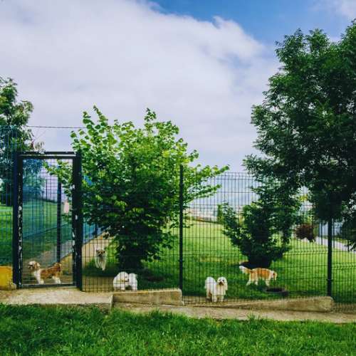 Zona de recreo para perros en la Residencia Canina Ovican, Oviedo, con áreas verdes y cercado seguro.