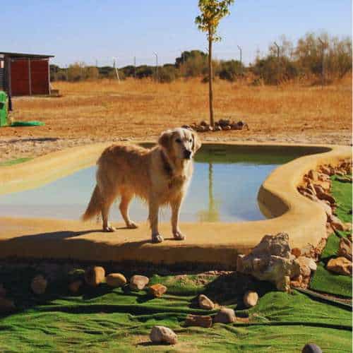 Un perro golden retriever junto a una piscina en la residencia canina Voran en Guadalajara, disfrutando del entorno natural.