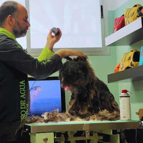 Un perro recibiendo atención en la peluquería canina de la residencia Rastadog en Córdoba, con un cuidador profesional.