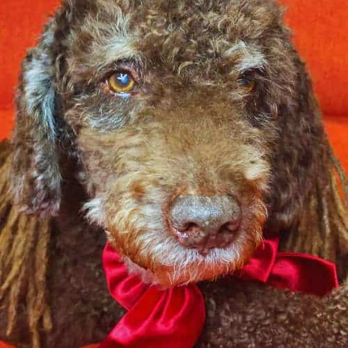 Primer plano de un perro con un lazo rojo en la residencia canina Rastadog en Córdoba, mostrando cuidado y estilo.