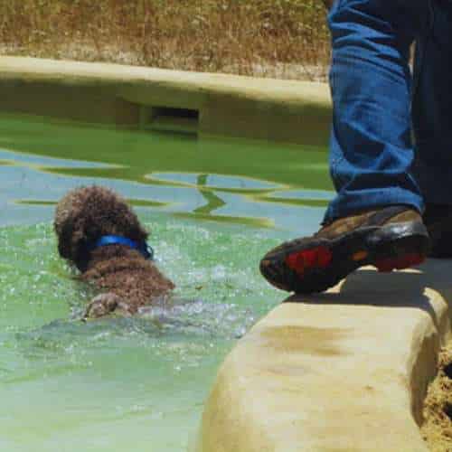 Un perro nadando en la piscina de la residencia canina Voran en Guadalajara, acompañado por un cuidador.