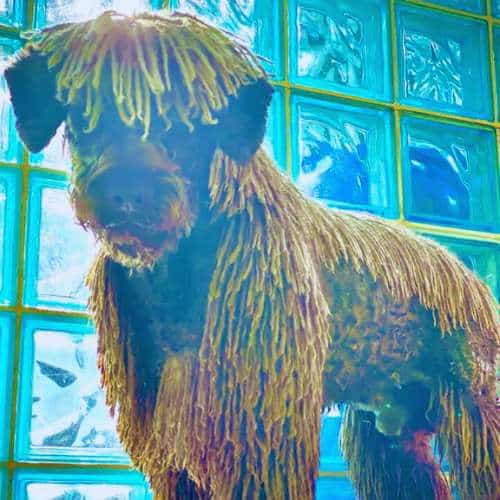 Perro con un estilo de pelo rastafari en la residencia canina Rastadog en Córdoba, posando frente a una pared de vidrio.