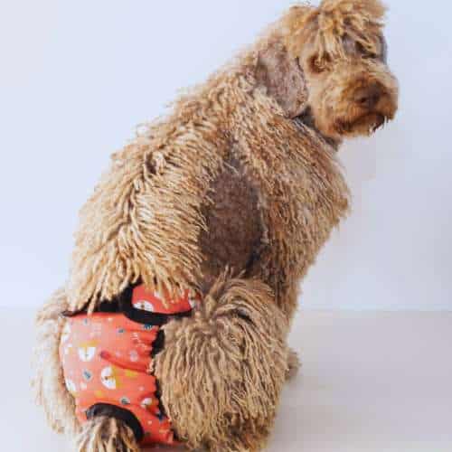 Perro de pelo rizado posando con ropa especial en la residencia canina Rastadog, ubicada en Córdoba.