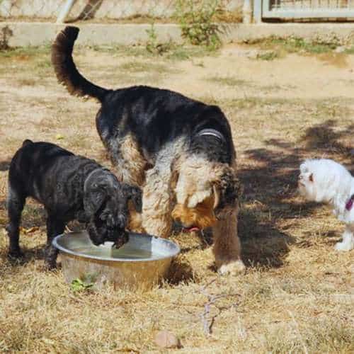 Tres perros bebiendo agua de un recipiente en la residencia canina Voran en Guadalajara, disfrutando de un día al aire libre.