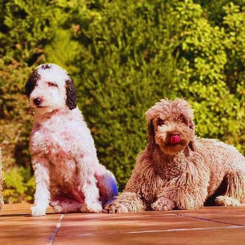 Dos perros descansando en una terraza soleada de la residencia canina Rastadog en Córdoba, rodeados de naturaleza.