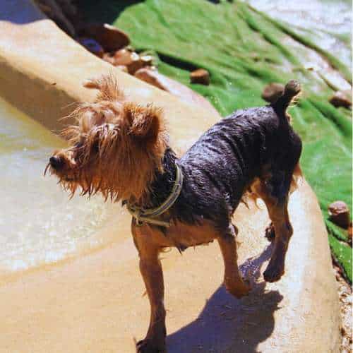Un Yorkshire Terrier mojado junto a la piscina de la residencia canina Voran en Guadalajara, disfrutando de un día soleado.