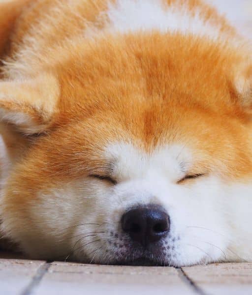 Perro Akita Inu durmiendo plácidamente, mostrando su lado tierno y sereno. Imagen de www.mundodog.es