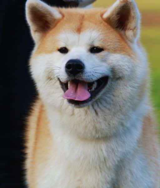 Perro Akita Inu sonriendo al aire libre, mostrando su carácter alegre y amigable. Imagen de www.mundodog.es