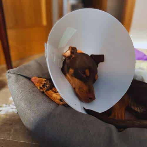 Perro descansando con collar isabelino después de un procedimiento en la Clínica Veterinaria SOS Animal en Málaga.