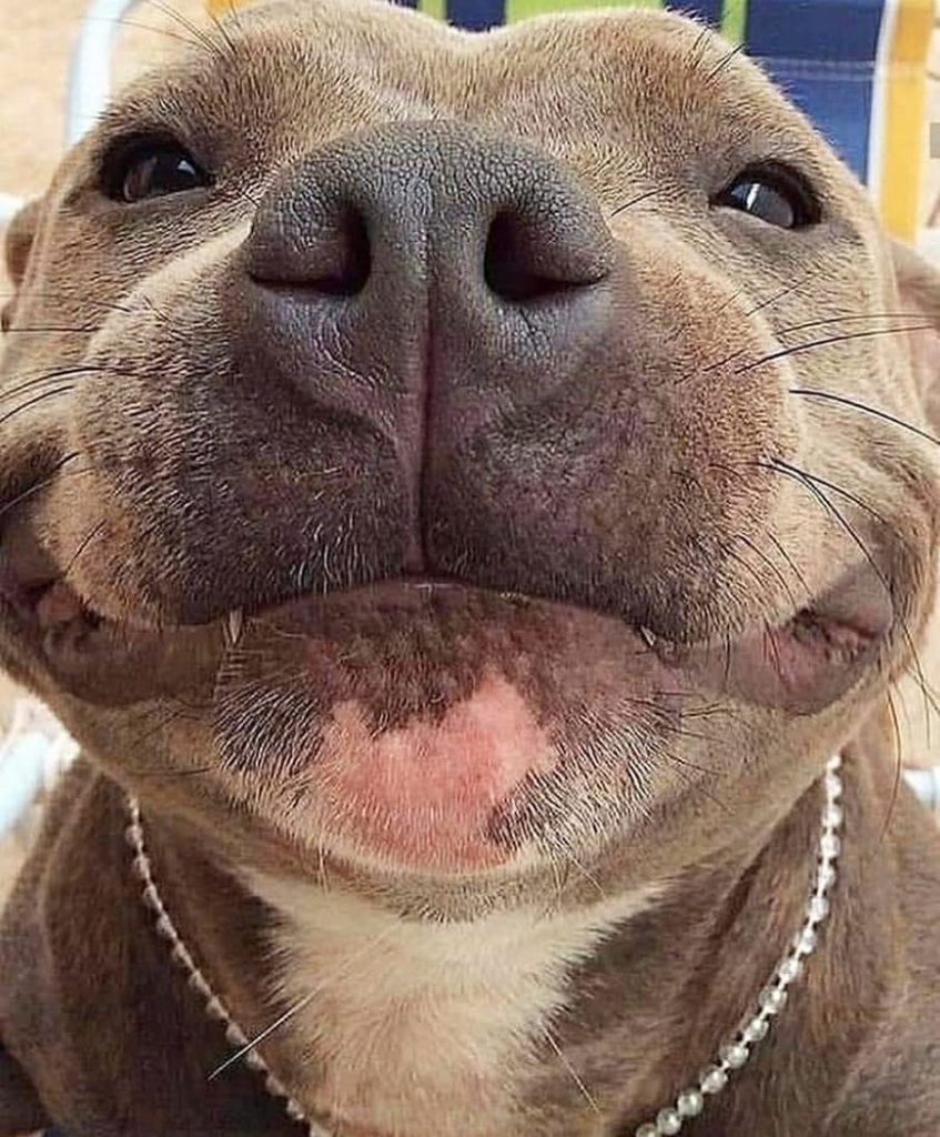 Pit Bull Terrier marrón con collar de perlas sonriendo - Razas de perros en MundoDog.es