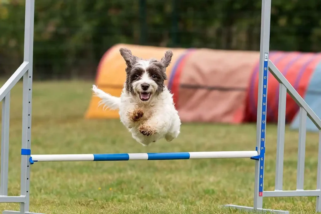Perro pequeño saltando una valla en pista de agility – Deporte canino divertido y educativo en 2025 | MundoDog.es