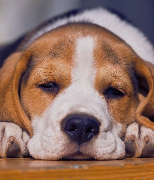 Cachorro de Beagle descansando, una de las razas de perro más adorables y populares - www.mundodog.es