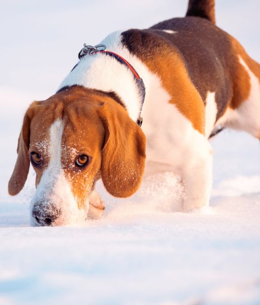 Beagle en la nieve mostrando su carácter curioso y enérgico, una de las razas de perro más juguetonas - www.mundodog.es