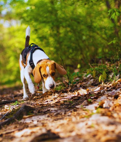 Beagle explorando el bosque, una de las razas de perro con mejor olfato - www.mundodog.es