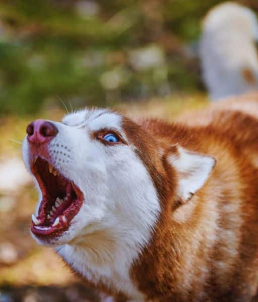Husky Siberiano de pelaje marrón y blanco con ojos azules aullando en un entorno natural. Imagen de www.mundodog.es.