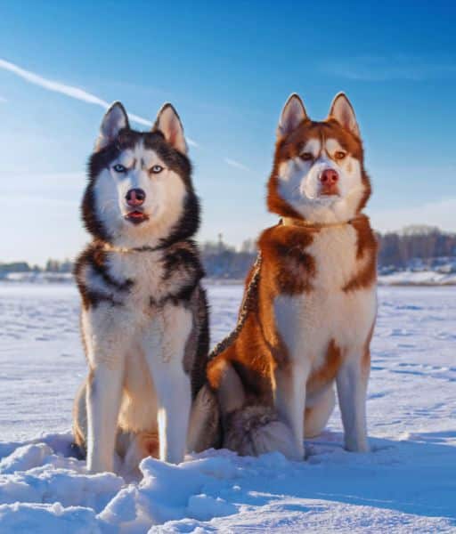 Dos Huskies Siberianos en la nieve con un cielo azul. Imagen de www.mundodog.es.