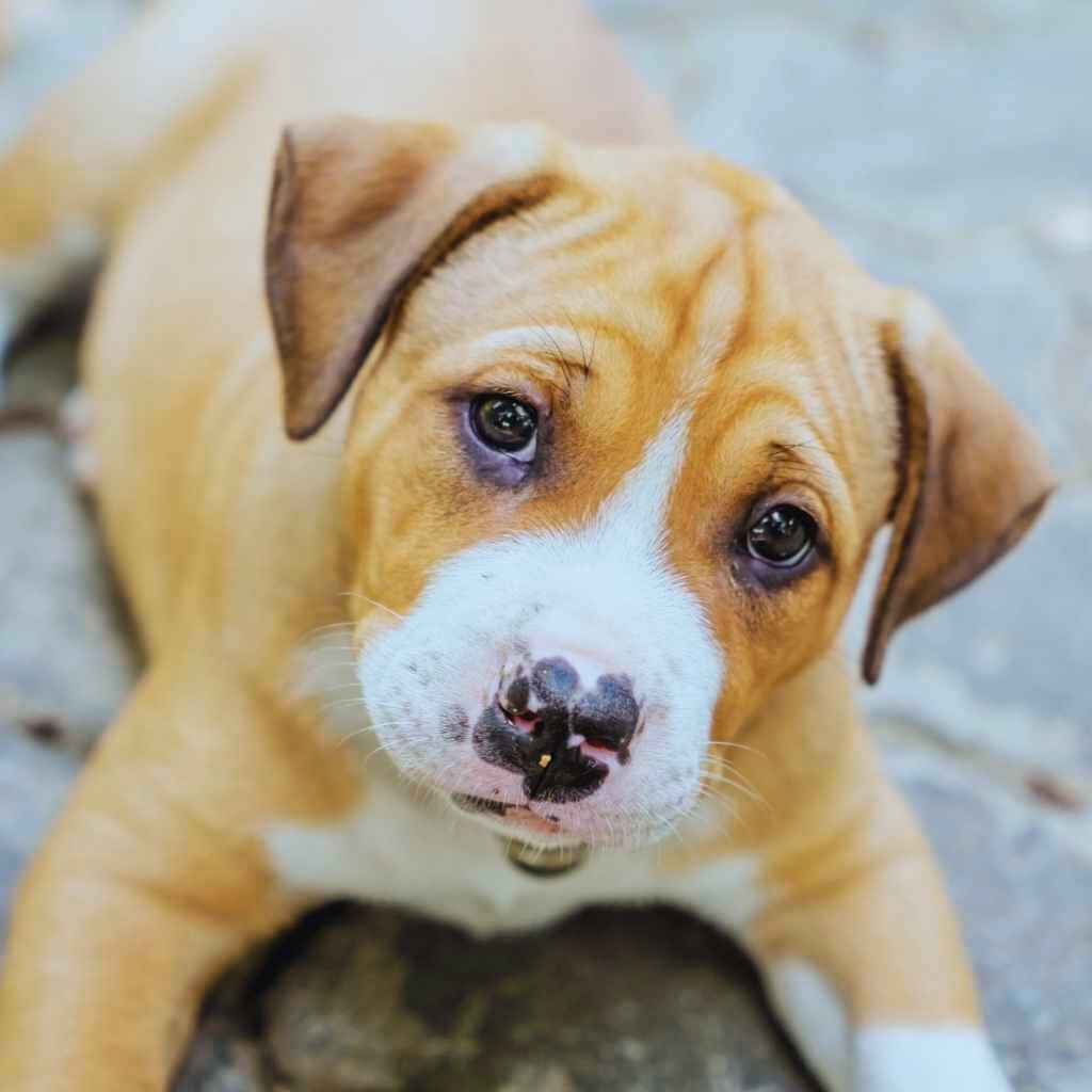 Cachorro de Pit Bull Terrier con expresión tierna, reflejando su personalidad afectuosa - MundoDog.es