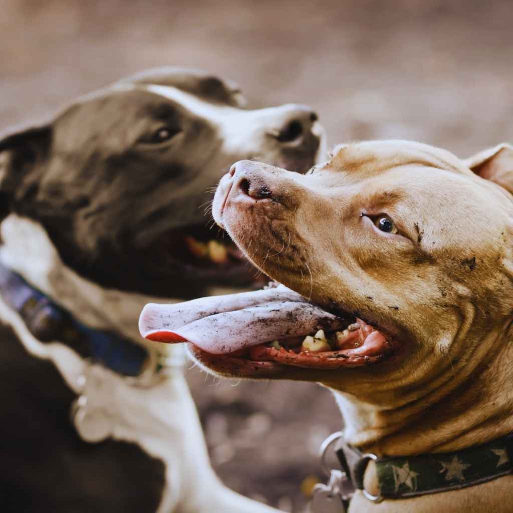 Dos perros Pit Bull Terrier jugando al aire mosntrando diferentes razas de pitbull terrierlibre - Razas de perros en MundoDog.es