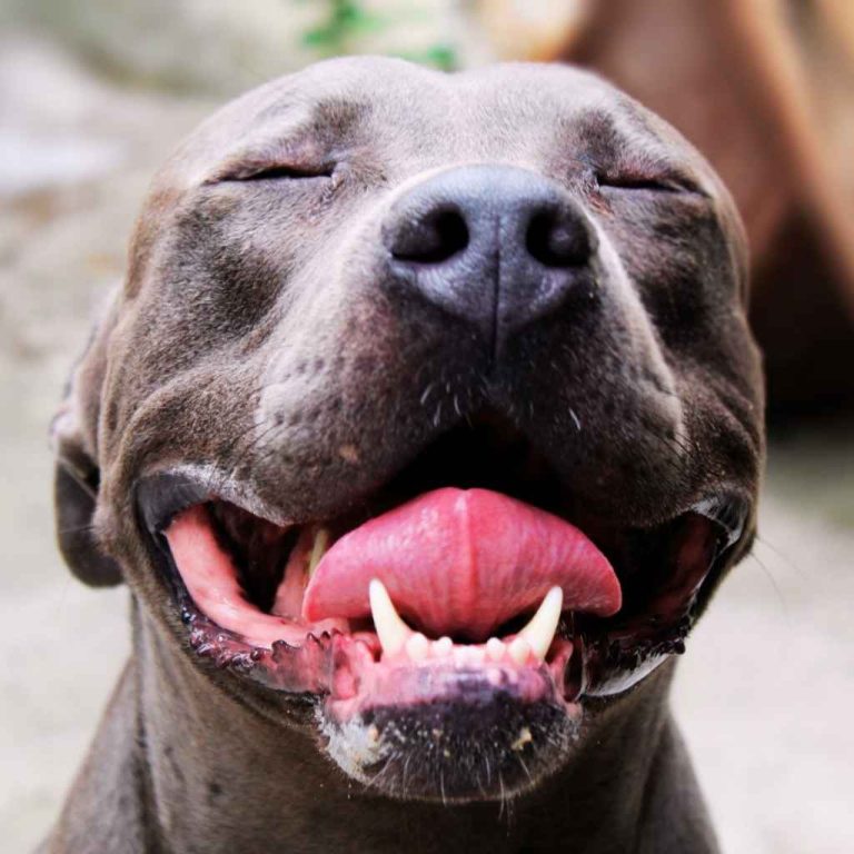 Pit Bull Terrier con expresión feliz - Razas de perros en MundoDog.es