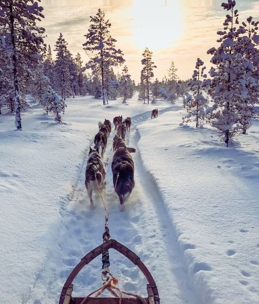 Grupo de Huskies Siberianos tirando de un trineo a través de un bosque nevado. Imagen de www.mundodog.es.