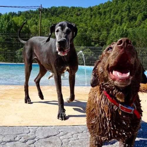 Residencia Canina Hotel Canina el vila Barcelona 1