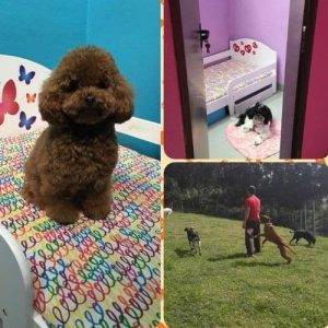 Collage que muestra perros descansando en camas individuales decoradas en habitaciones coloridas y jugando en áreas verdes al aire libre en la Residencia Canina Las Almenas.