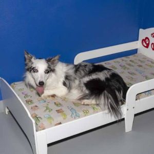 Perro de raza Border Collie descansando en una cama pequeña dentro de la Residencia Canina Las Almenas, con paredes azules de fondo.